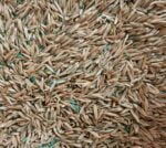 Graszaad 400 gram (0,4 kg)