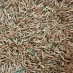 Graszaad 400 gram (0,4 kg)