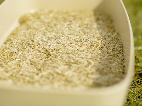 Graszaad 400 gram (0,4 kg) - Afbeelding 2