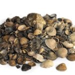 Schelpen Bont 8-16 mm 15 ltr